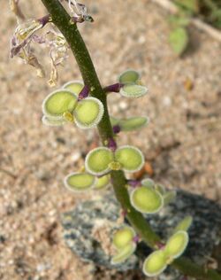 Dithyrea californica 4.jpg