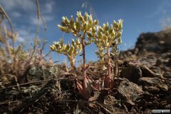 Dudleya cymosa paniculata 8141374.jpg