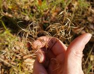 Epilobium coloratum 100438308.jpg