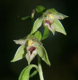 Epipactis leptochila 280705.jpg