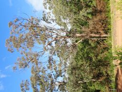 Eucalyptus cornuta habit(2).jpg