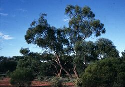 Eucalyptus dolichocera habit.jpg