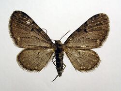 Eupithecia actaeata02.jpg