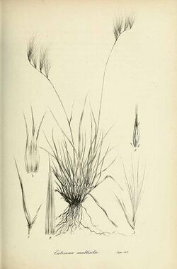 Eutriana multiseta - Species graminum - Volume 3.jpg