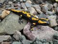 Feuersalamander im Harz.JPG