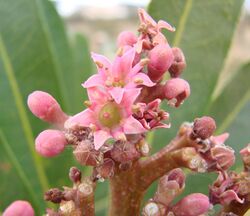 Flickr - João de Deus Medeiros - Hortia oreadica (ex H. brasiliana).jpg