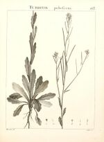 Flora Atlantica, sive, Historia plantarum quae in Atlante, agro Tunetano et Algeriensi crescunt (Plate 163) (9298178595).jpg