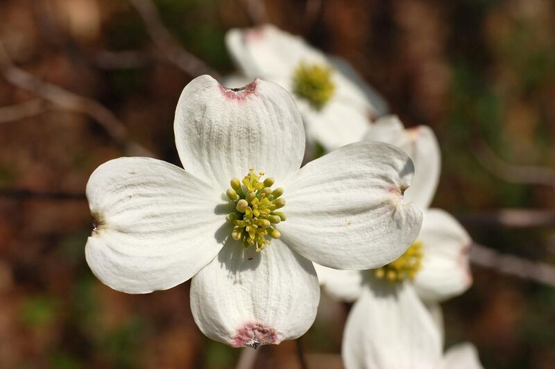 File:Flowering Dogwood Cornus florida Yellow Flowers 3008px.JPG