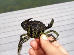 European green crab being held in a hand. The crab is green with some black streaks