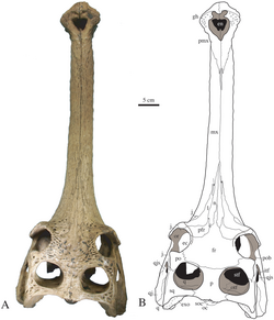 Gavialis bengawanicus skull.png