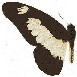 Graphium auriger.JPG