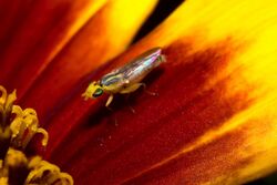 GrassFly (Meromyza).jpg