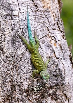 Green Spiny Lizard (49703879612).jpg