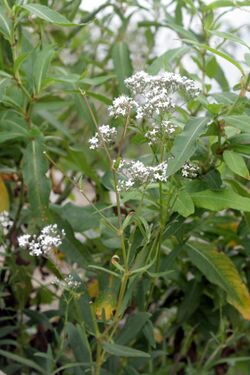 Gypsophila oldhamiana.JPG