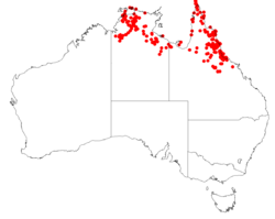 Haemodorum coccineum distribution map.png