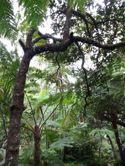 Hakgale botanical garden Litsea ovalifolia 2017-10-23 (52).jpg