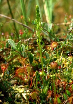 Hammarbya paludosa Niedersachsen 01.jpg