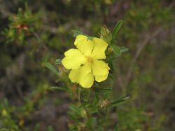 Hibbertia acuminata.jpg