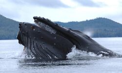 Humpback whale NOAA.jpg