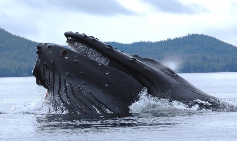 File:Humpback whale NOAA.jpg