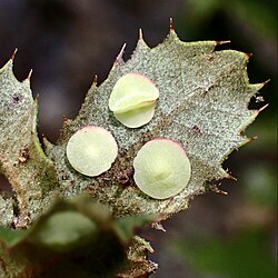 Intermediate Oak Disc Wasp Paracraspis guadaloupensis by chilipossum 2022.jpg