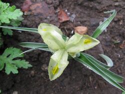Iris pseudocaucasica.jpg