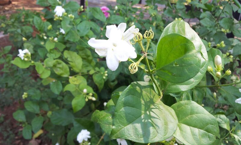 File:Jasmine Flower full bloom on the plant near Hyderabad, Andhra Pradesh, India. 01.jpg