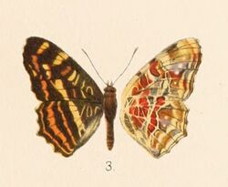 John Henry Leech - Plate 26 - Araschnia prorsoides var. levanoides.jpg