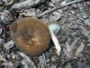 Lactarius romagnesii 41561.jpg