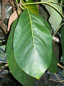 Litsea bindoniana leaves.jpg