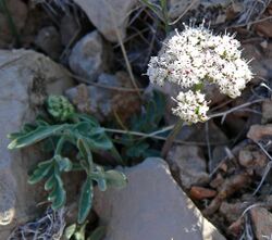 Lomatium nevadense var nevadense 3.jpg