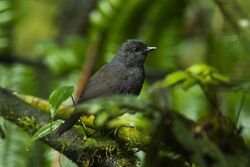 Long-tailed Tapaculo - Ecuador S4E4271 (16831736745).jpg