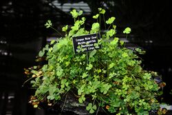 Marsilea quadrifolia plants.jpg