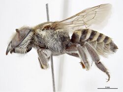 Megachile gahani f.jpg