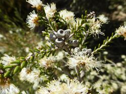 Melaleuca halmaturorum (leaves, flowers, fruits).JPG