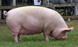 a large pale pink pig, its very compressed snout resting on the ground
