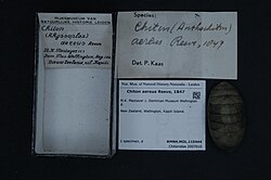 Chiton aereus shell in the bottom right with museum vouchers surrounding it