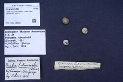 Naturalis Biodiversity Center - ZMA.MOLL.400592 - Trochulus (Plicuteria) lubomirskii (Slósarski, 1881) - Hygromiidae - Mollusc shell.jpeg