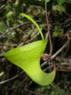 Nepenthes inermis5.jpg