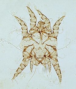 Otodectes-mite.jpg