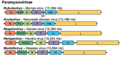 Paramyxovirus genome structure.png