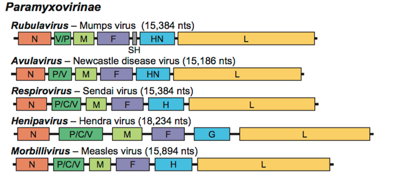 File:Paramyxovirus genome structure.png