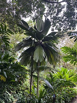 Pelagodoxa mesocarpa, Large Palm, Cairns, Australia.jpg