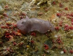 Peltodoris cf. murrea.jpg