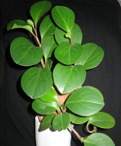 Peperomia obtusifolia Guadeloupe.JPG