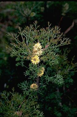 Petrophile canescens.jpg