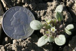 Phacelia submutica.jpg