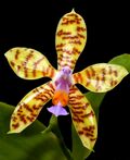 Phalaenopsis fasciata Orchi 004 - cropped.jpg