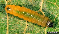Phyllonorycter nicellii larva.jpg