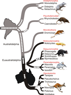 Phylogenetic tree of marsupials derived from retroposon data - journal.pbio.1000436.g002.png